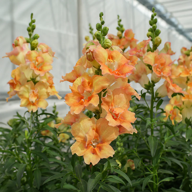Leeuwenbek - DoubleShot Peach F1