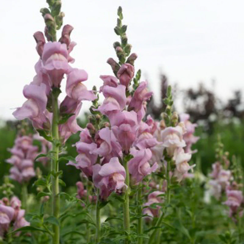 Leeuwenbek - Opus™ III Lavender F1