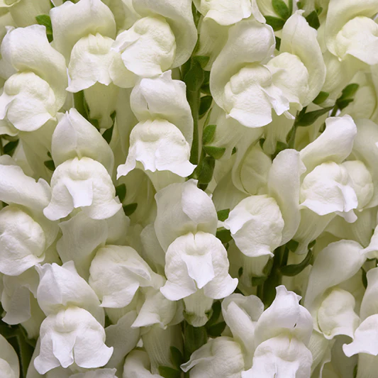 Leeuwenbek - Potomac White