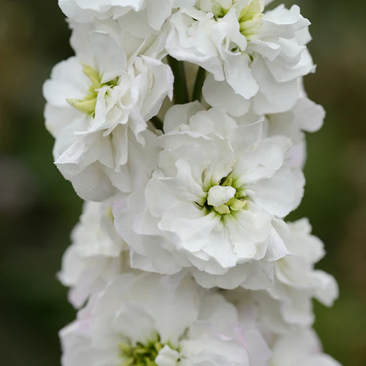 Violier - White Goddess