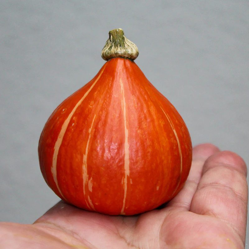 Hokkaido - Pockaido F1