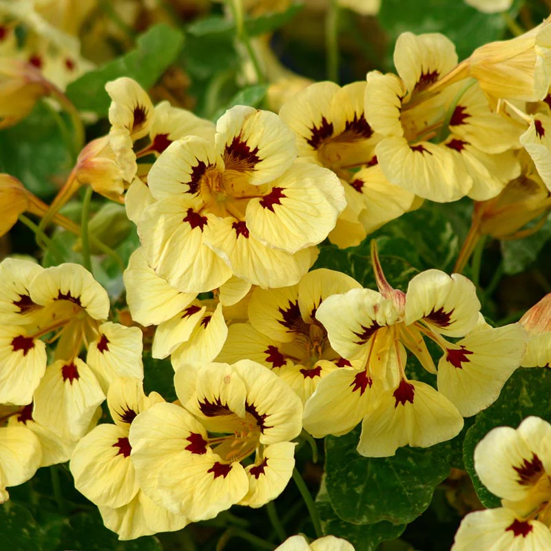 Oost-Indische Kers - Cream Troika