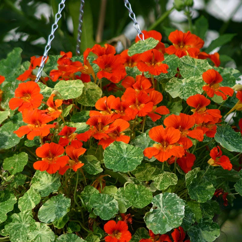 Oost-Indische Kers - Orange Troika