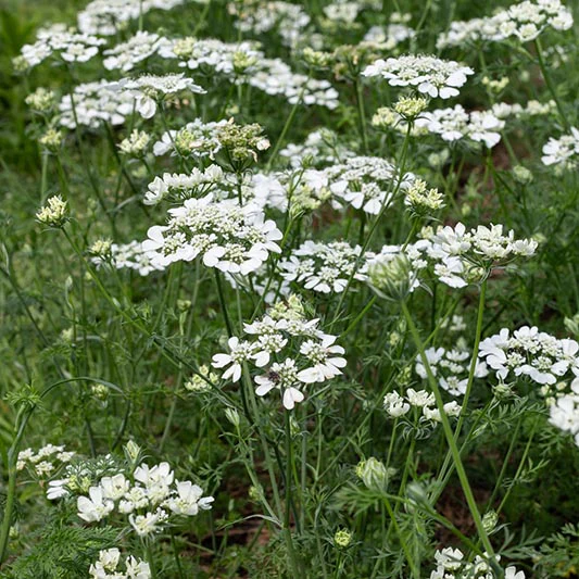 Straalscherm - White Lace