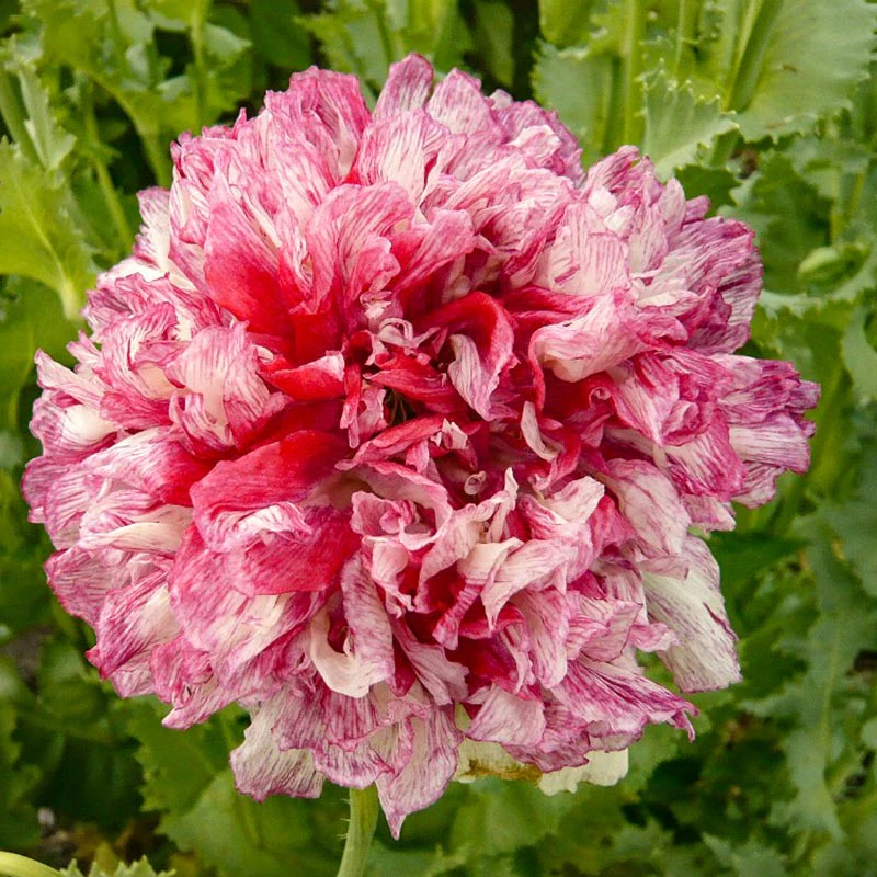 Papaver - Flemish Antique