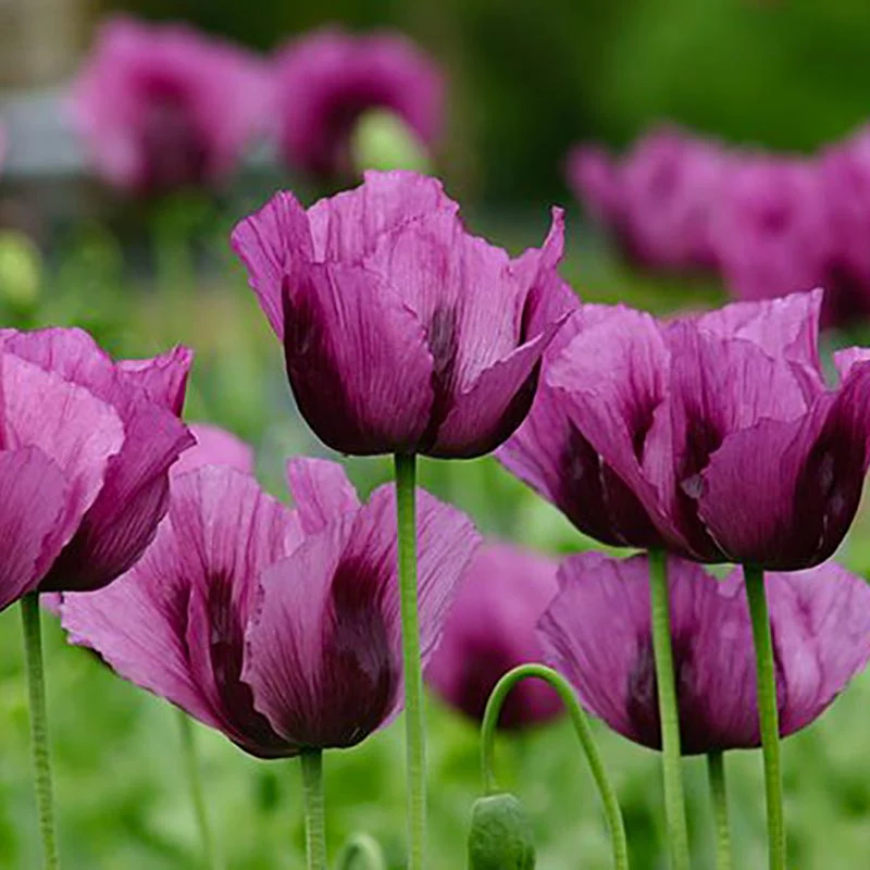 Papaver - Hungarian Blue