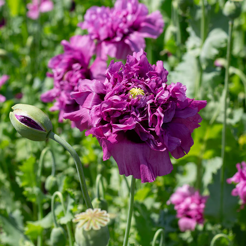 Papaver - Purple Peony