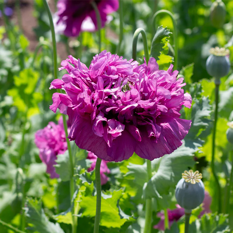 Papaver - Purple Peony - Image 2