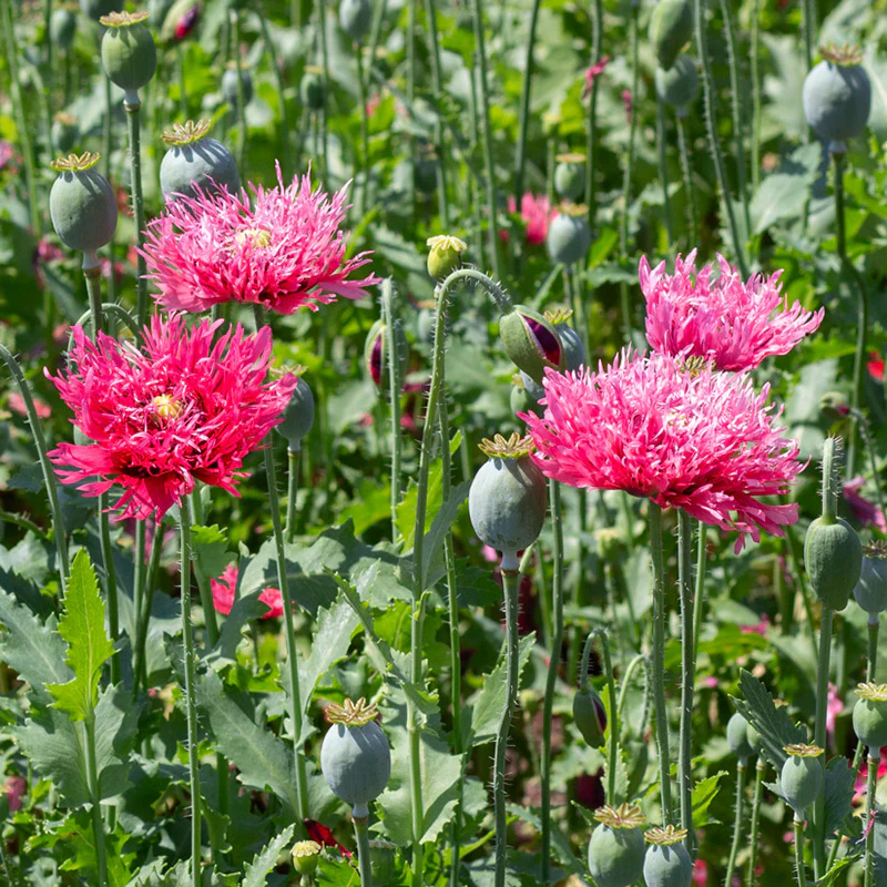 Papaver - Rose Feathers - Image 2