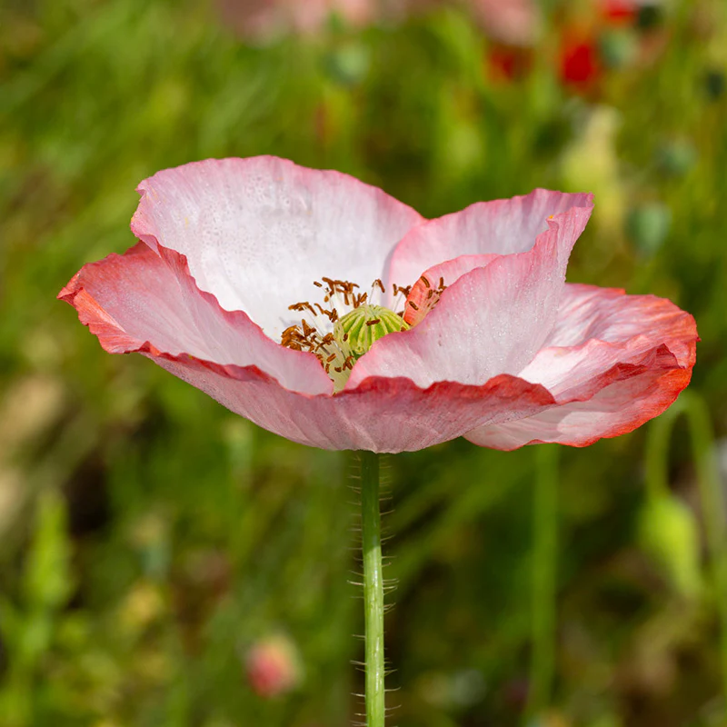 Miniatuur 1