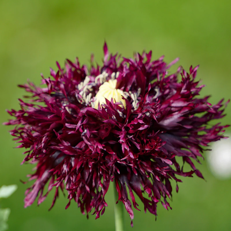 Papaver - Black Swan