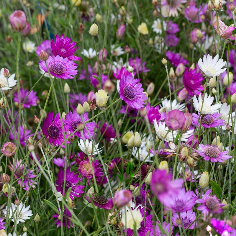 Papierbloem Mix