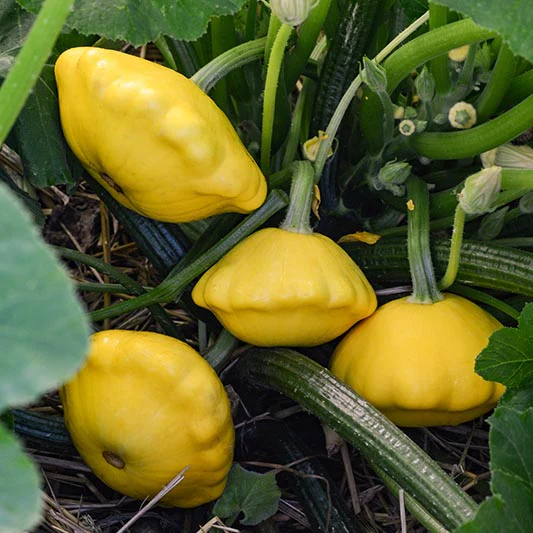 Patisson - Lemon Sun F1