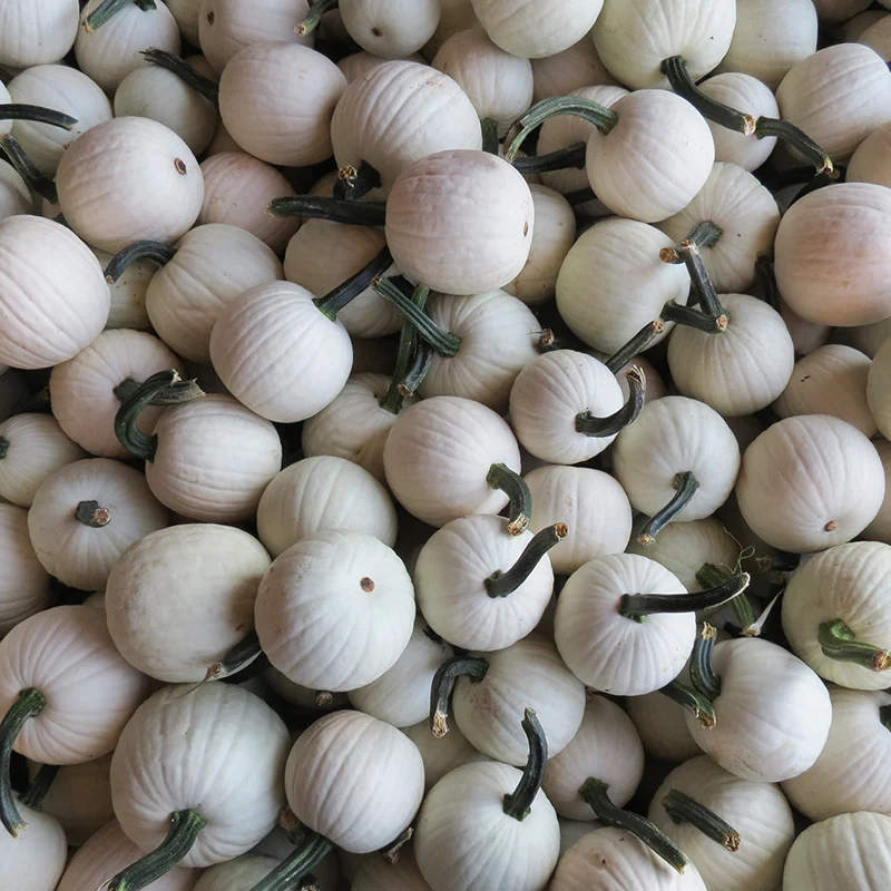 Pompoen - Snowdrop F1 - Image 2