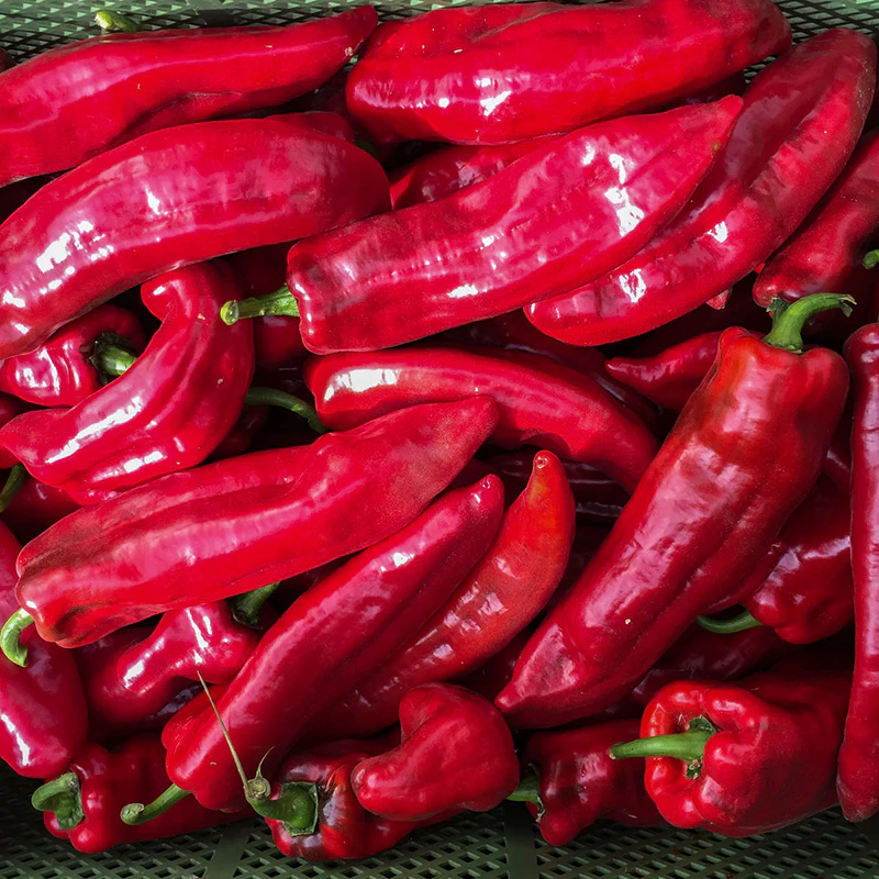 Puntpaprika - Roviga - Image 2