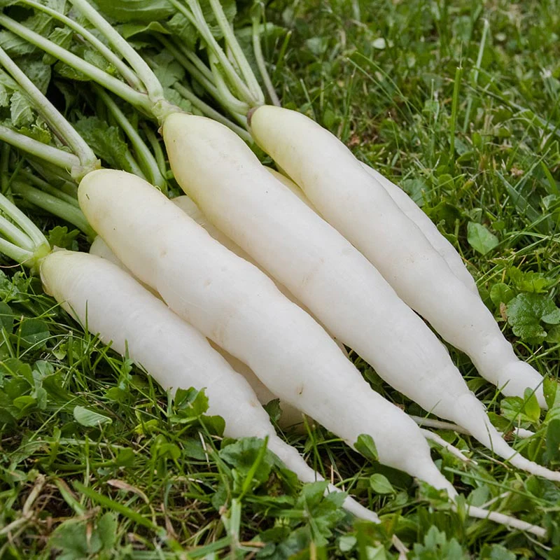 Radijs - IJskegel