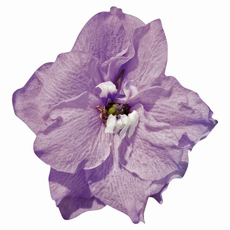 Ridderspoor -  Pacific Guinevere - Image 3