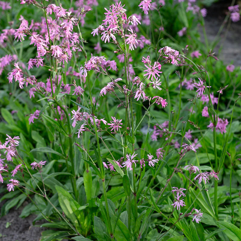 Echte koekoeksbloem - Image 2
