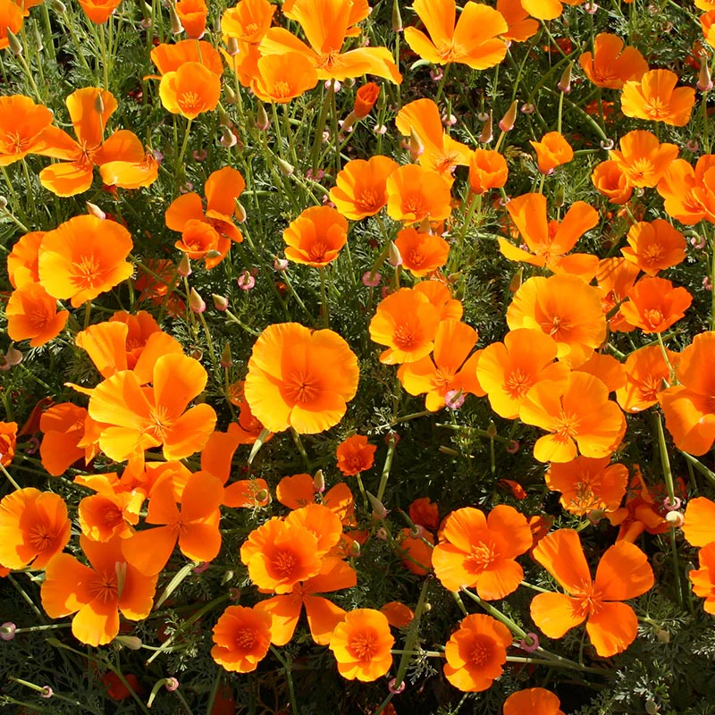 Slaapmutsje Orange