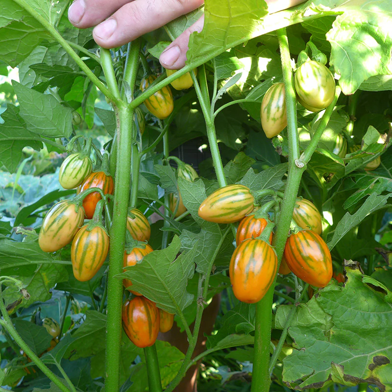 Miniatuur 1