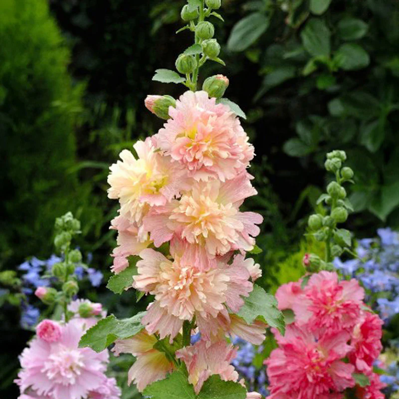 Miniatuur 2