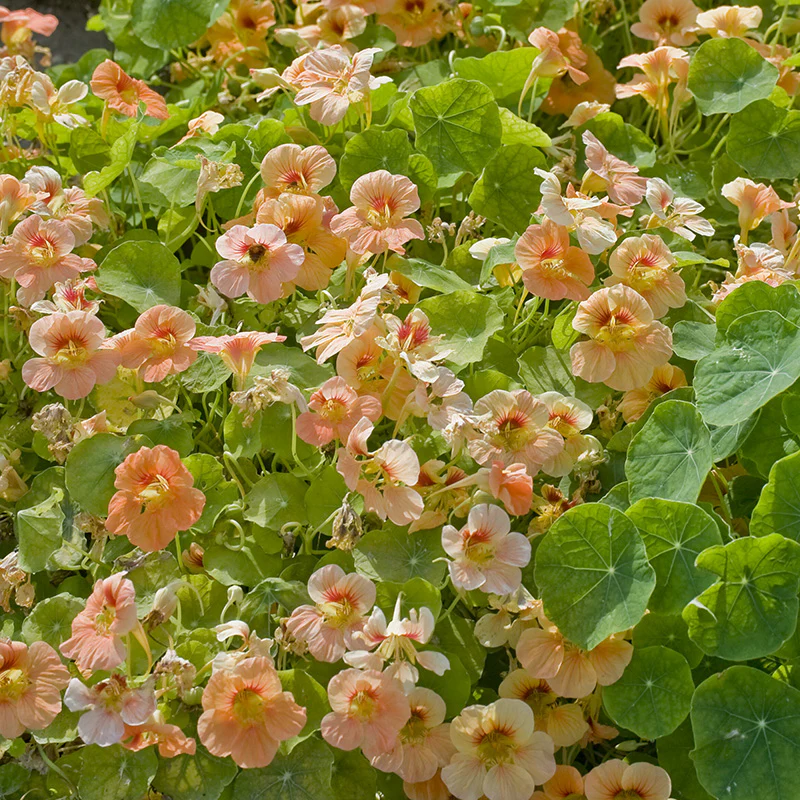 Oost-Indische Kers - Tip Top Apricot - Image 2