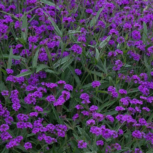 IJzerhard - Santos Purple