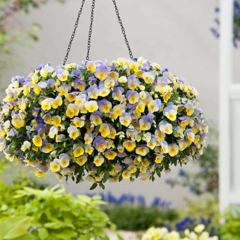 Miniatuur 2