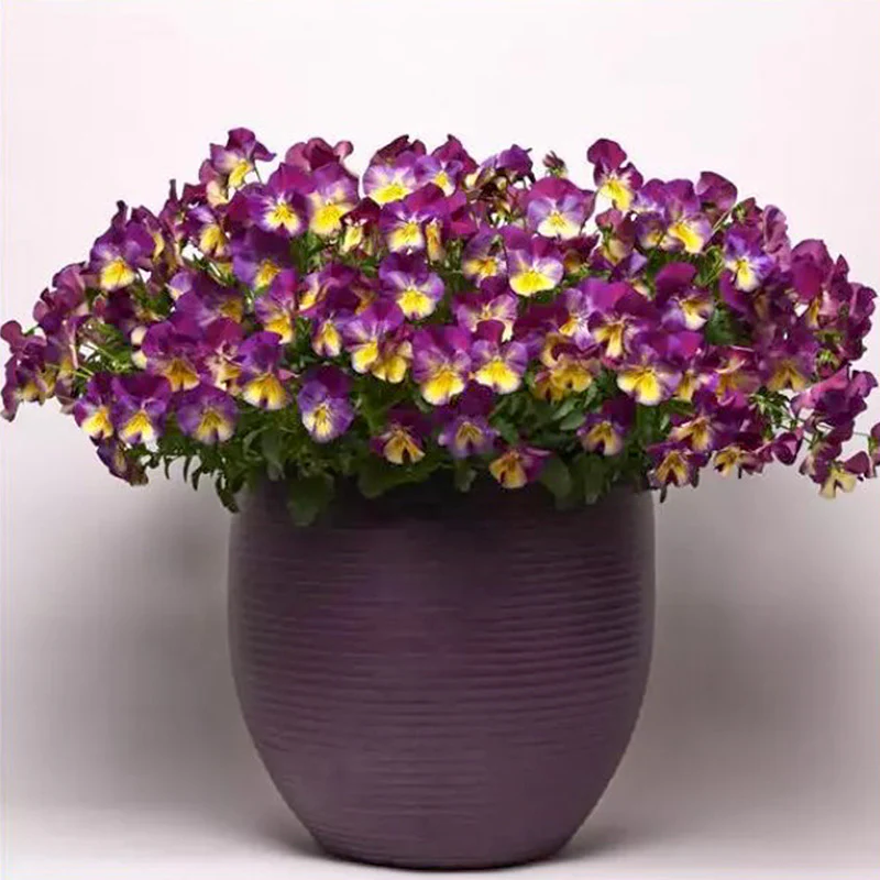 Miniatuur 2