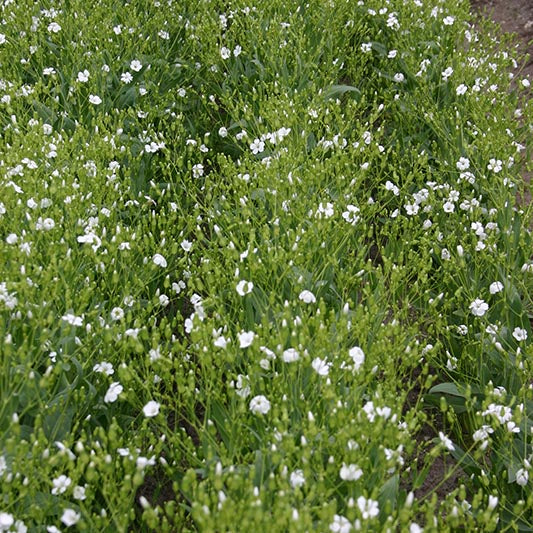 Zeepkruid - White Beauty - Image 2