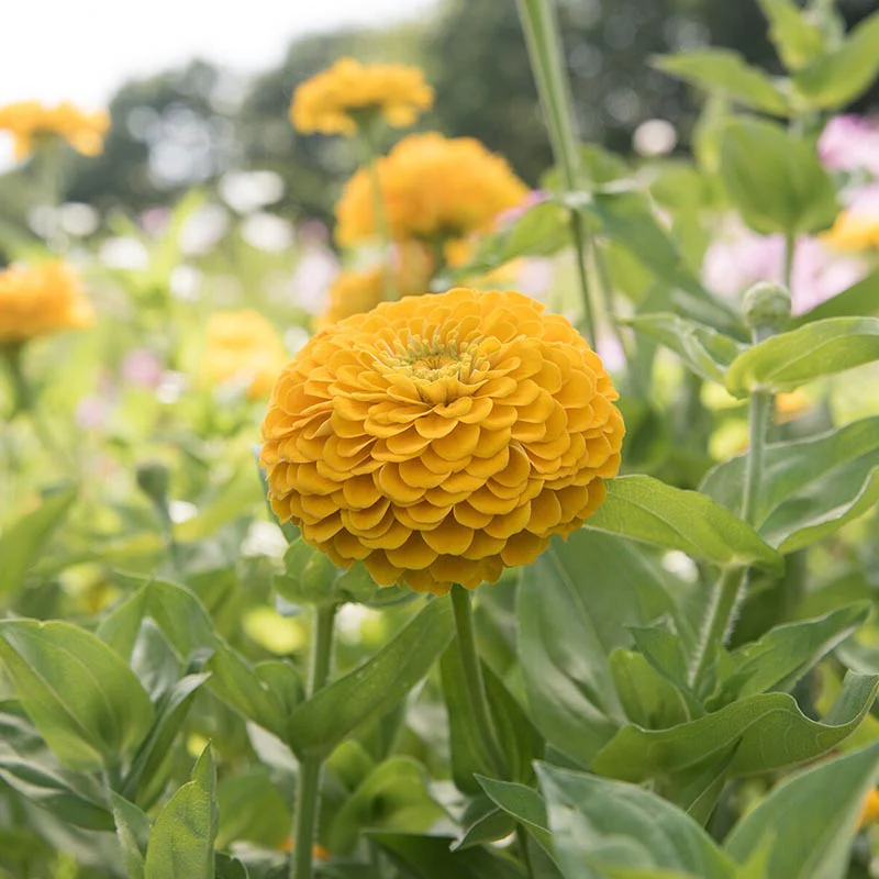 Zinnia - Benary’s Giant Golden Yellow