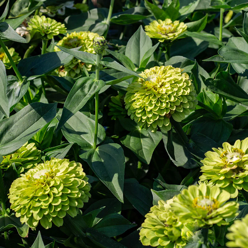 Zinnia - Benary’s Giant Lime - Image 2