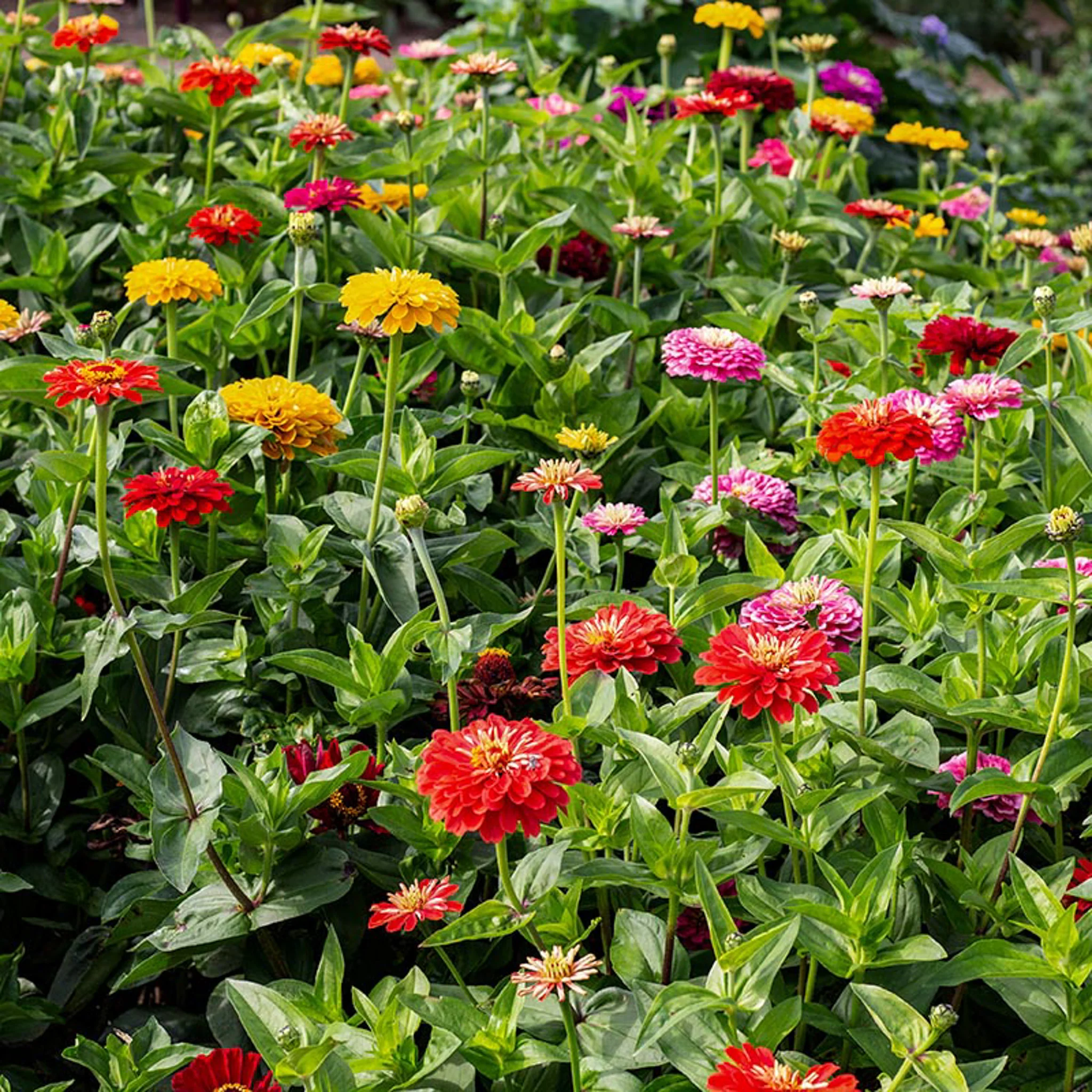 Zinnia - Benary’s Giant Mixture