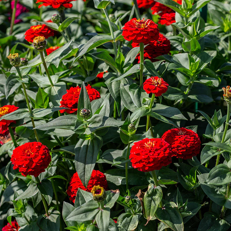 Zinnia - Benary’s Giant Scarlet