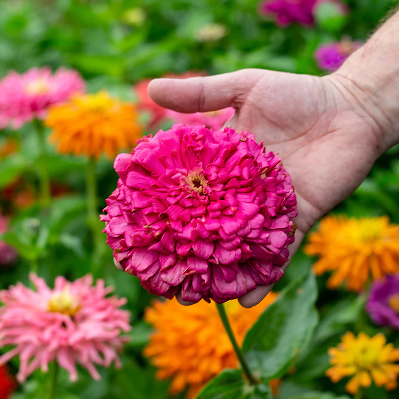 Zinnia - Chrysanthemum