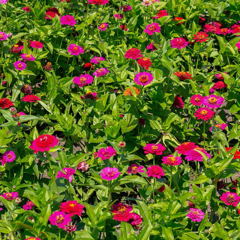 Zinnia - Cresto! Violet