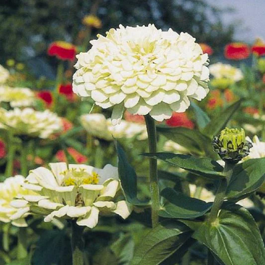 Miniatuur 1