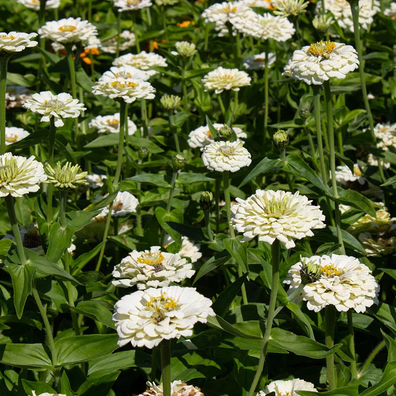 Miniatuur 2