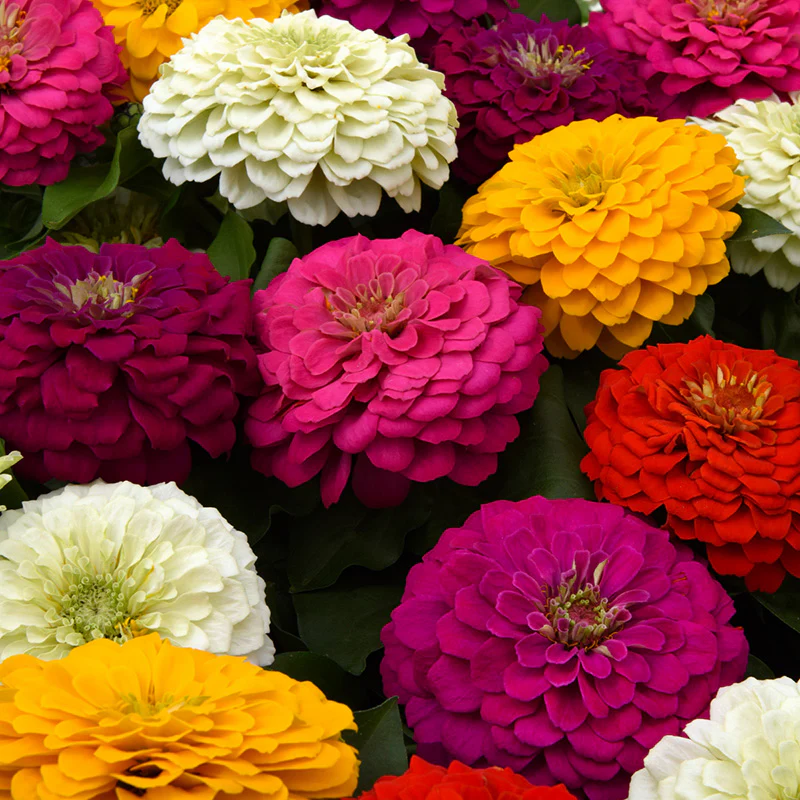 Zinnia - Zesty™ Mix