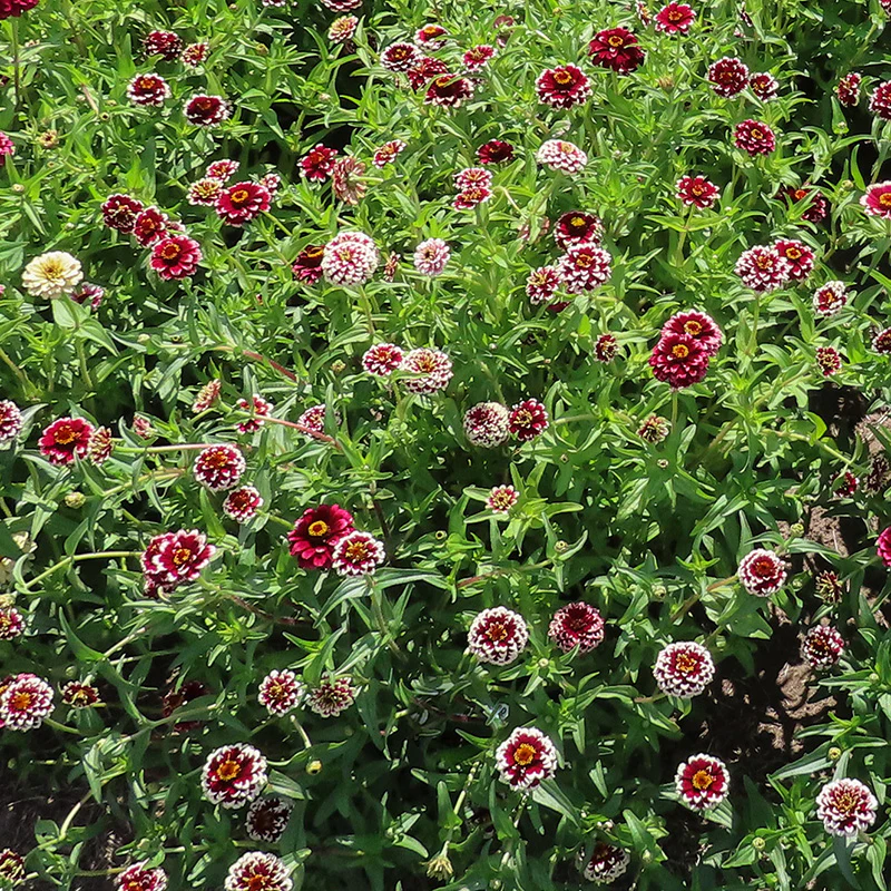 Zinnia - Jazzy Red