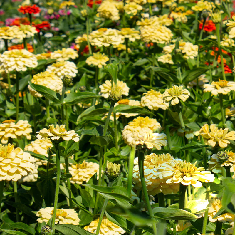 Miniatuur 1