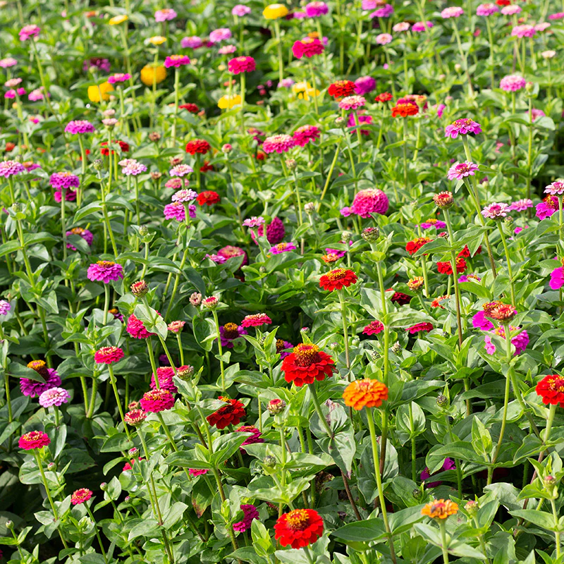 Zinnia - Lilliput mix