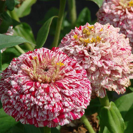 Zinnia - Pop Art White & Red