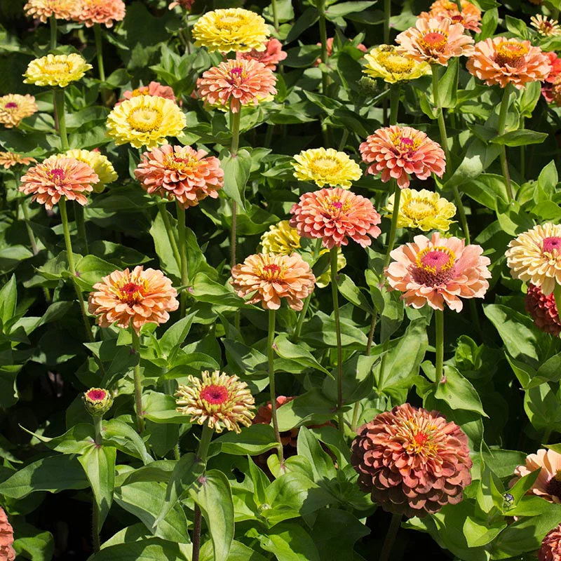 Zinnia - Queen Lime orange - Image 2