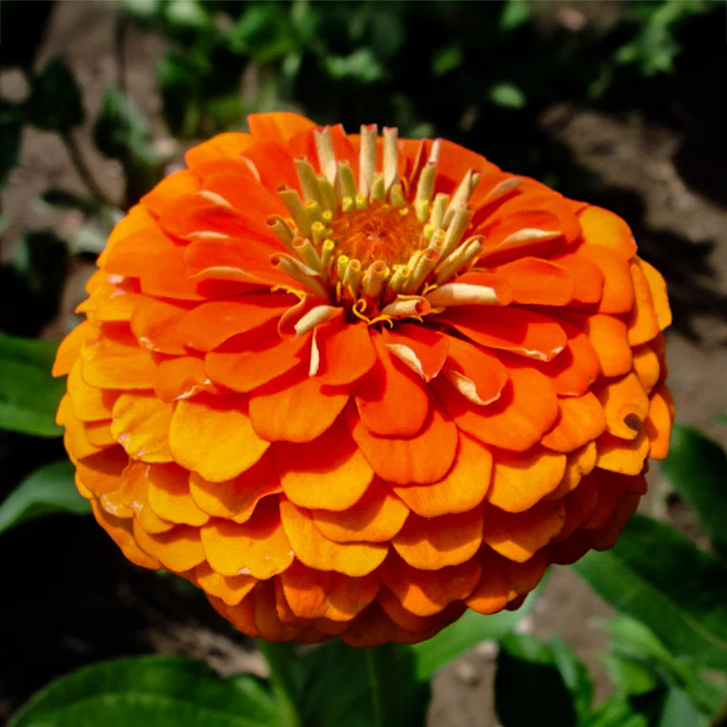 Zinnia - Queen Pure orange