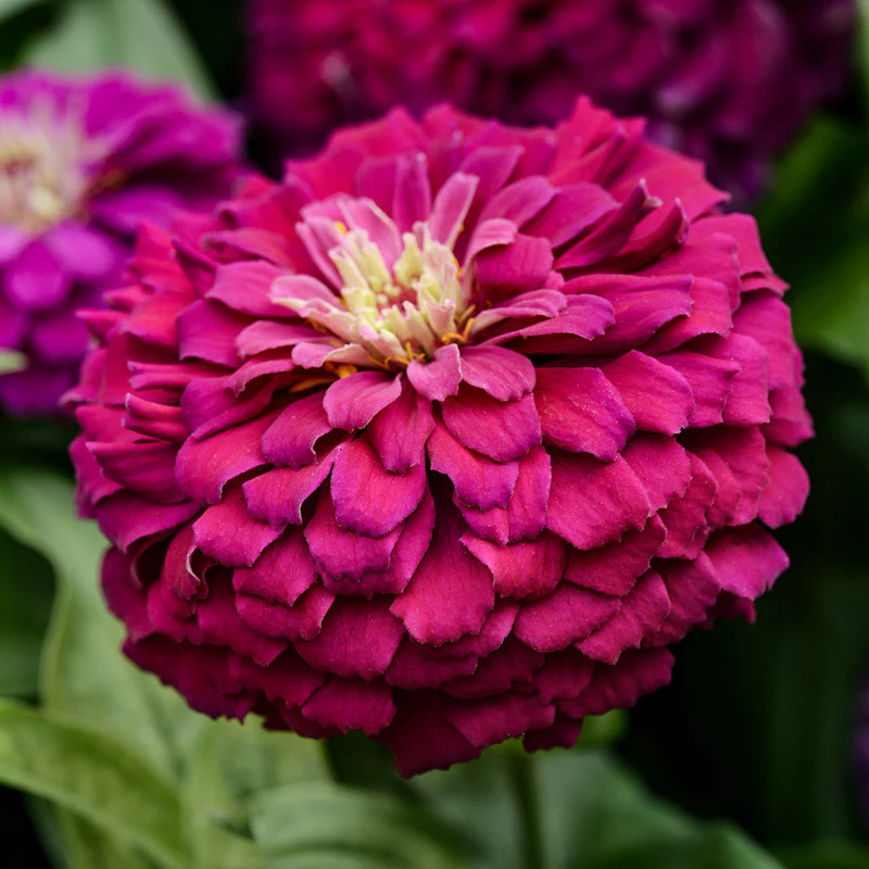 Zinnia - Zesty™ Purple