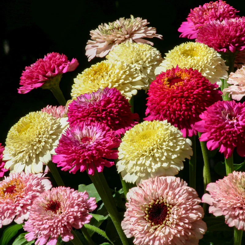 Zinnia - Zinderella  Fashion