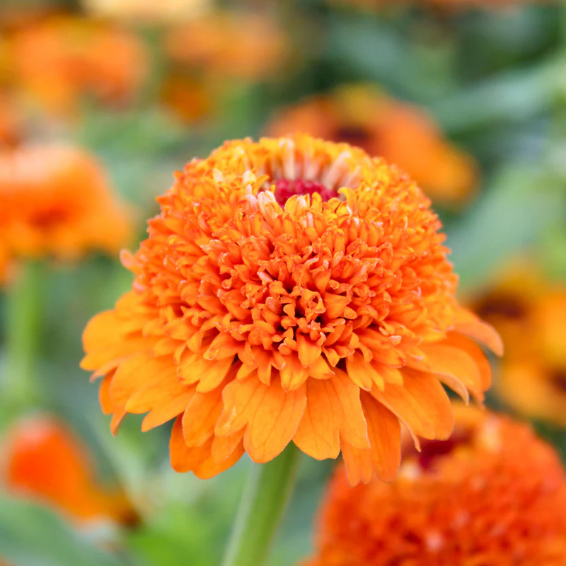 Zinnia - Zinderella Orange - Image 2