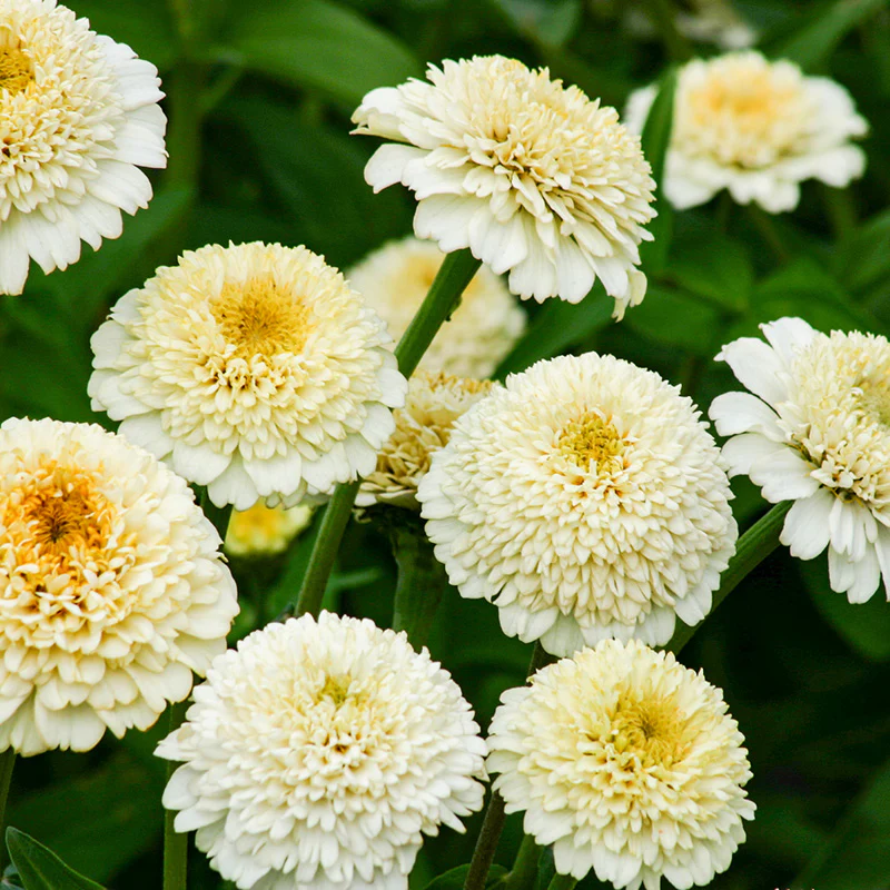 Zinnia - Zinderella  White