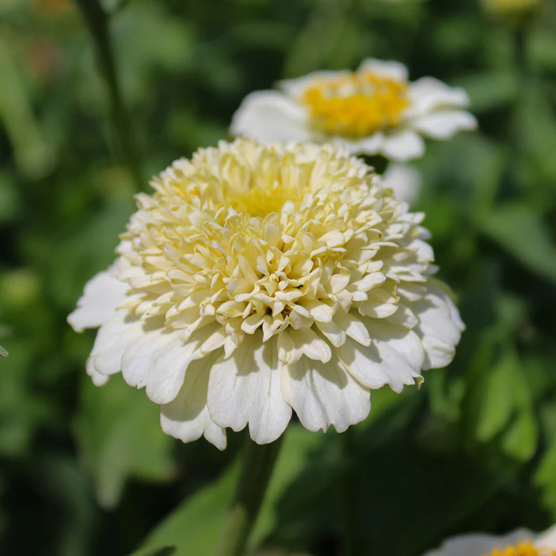 Zinnia - Zinderella  White - Image 2